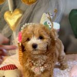 Jade-female-Maltipoo-puppy-for-sale-4