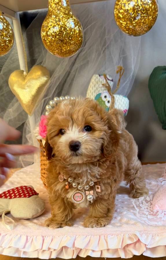 Jade Maltipoo Jade Maltipoo