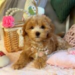 Jade-female-Maltipoo-puppy-for-sale-5
