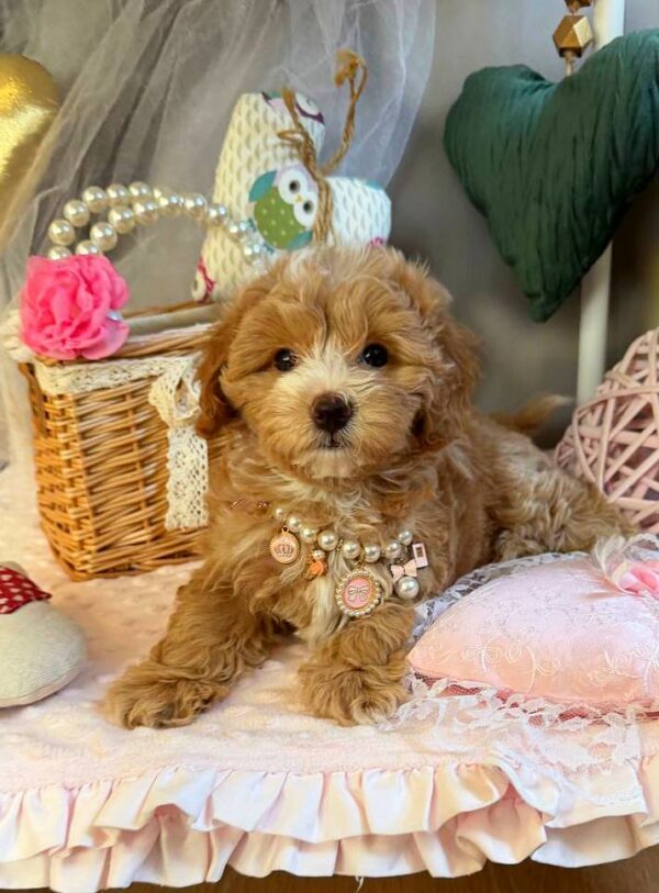 Jade Maltipoo Jade Maltipoo
