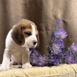 Jameson-male-Beagle-puppy-for-sale-1