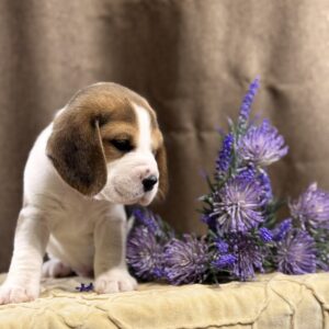 Jameson Beagle Jameson Beagle