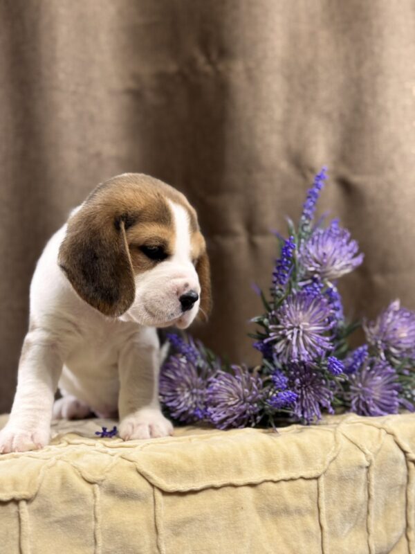 Jameson Beagle Jameson Beagle