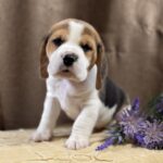 Jameson-male-Beagle-puppy-for-sale-2