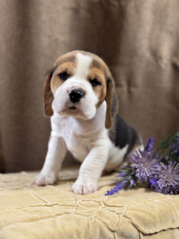 Jameson Beagle Jameson Beagle