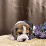 Jameson-male-Beagle-puppy-for-sale-3