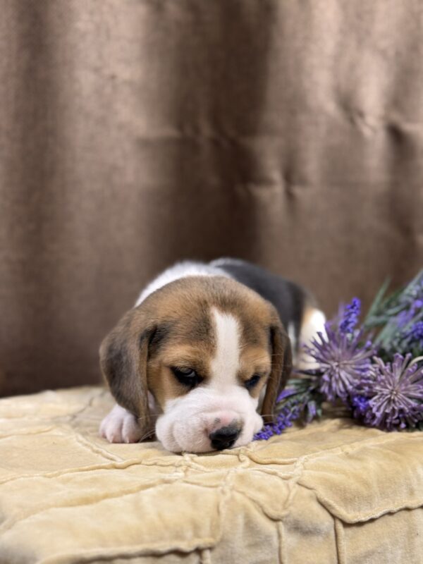 Jameson Beagle Jameson Beagle