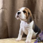 Jameson-male-Beagle-puppy-for-sale-4