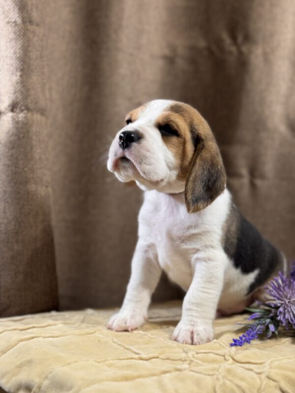 Jameson Beagle Jameson Beagle