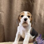 Jameson-male-Beagle-puppy-for-sale-5