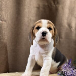 Jameson Beagle Jameson Beagle