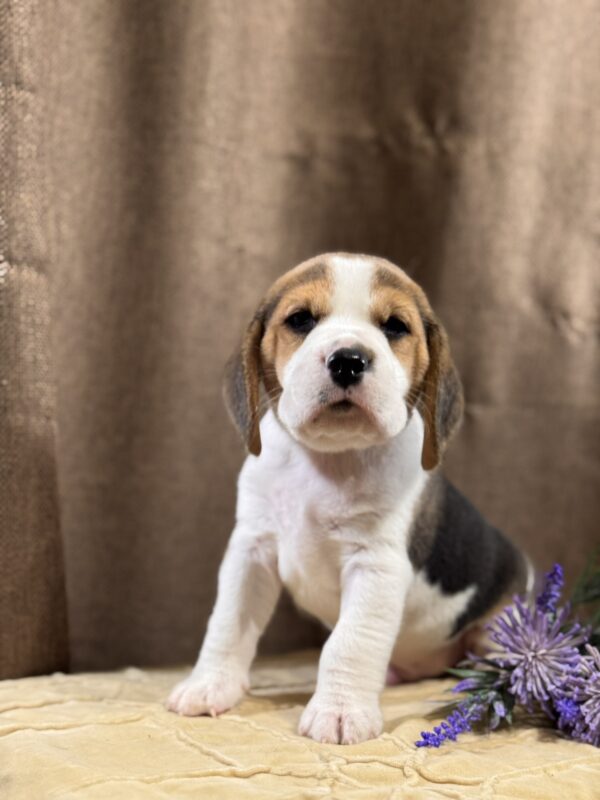 Jameson Beagle Jameson Beagle