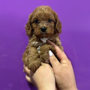 Jaxon Cavapoo Jaxon Cavapoo