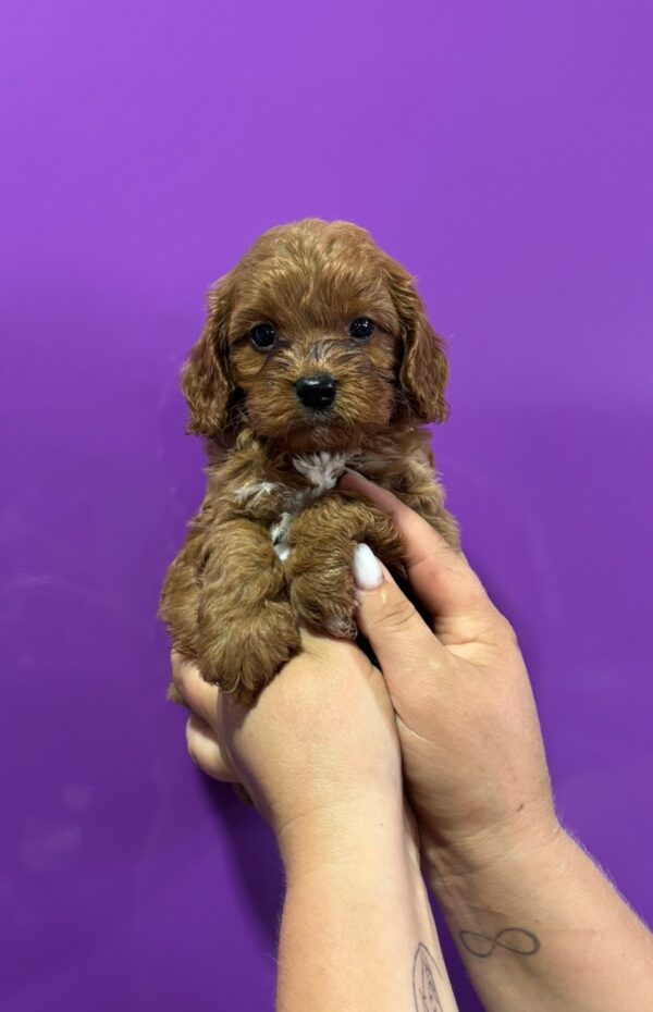 Jaxon Cavapoo Jaxon Cavapoo