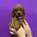 Jaxon-male-Cavapoo-puppy-for-sale-2