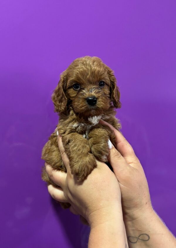 Jaxon Cavapoo Jaxon Cavapoo