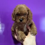 Jaxon-male-Cavapoo-puppy-for-sale-3