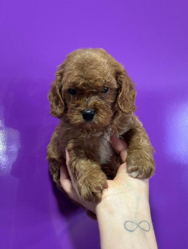 Jaxon Cavapoo Jaxon Cavapoo