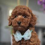 Jay-jay-male-miniature-poodle-puppy-for-sale- (1)
