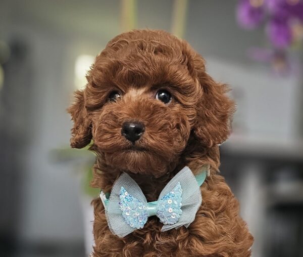 Jay-Jay Miniature Poodle Jay-Jay Miniature Poodle