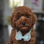 Jay-jay-male-miniature-poodle-puppy-for-sale- (2)