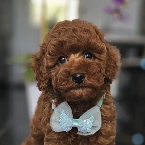 Jay-Jay Miniature Poodle Jay-Jay Miniature Poodle