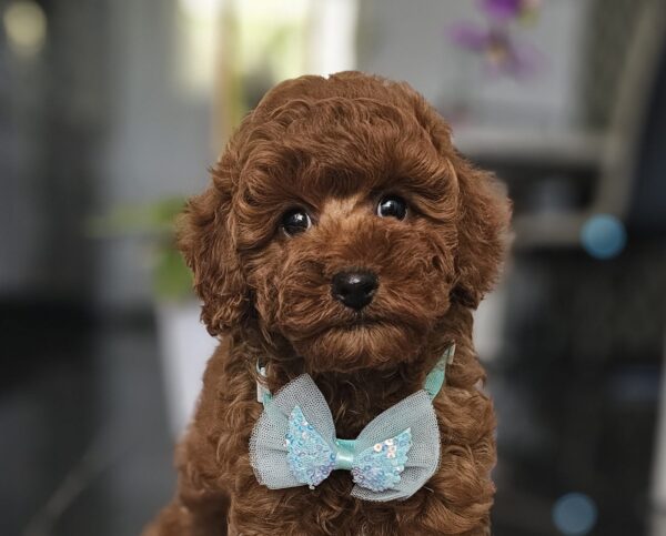 Jay-Jay Miniature Poodle Jay-Jay Miniature Poodle