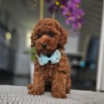 Jay-jay-male-miniature-poodle-puppy-for-sale- (3)