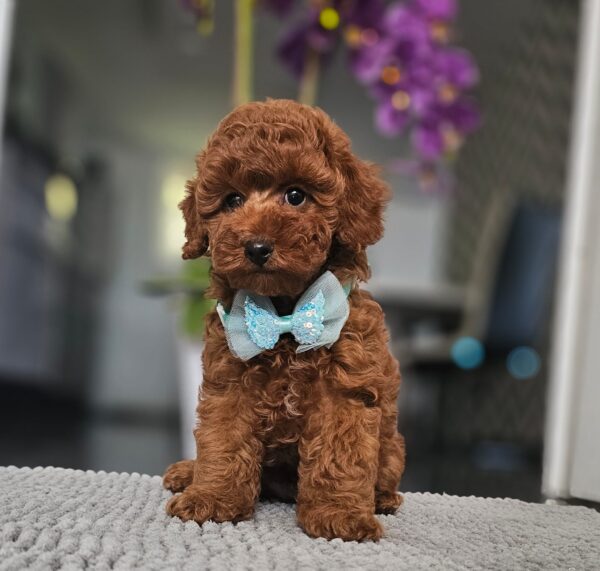 Jay-Jay Miniature Poodle Jay-Jay Miniature Poodle