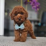 Jay-jay-male-miniature-poodle-puppy-for-sale- (4)