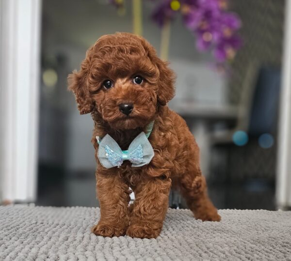 Jay-Jay Miniature Poodle Jay-Jay Miniature Poodle
