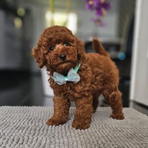 Jay-Jay Miniature Poodle Jay-Jay Miniature Poodle