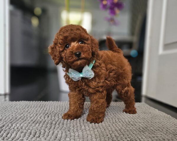 Jay-Jay Miniature Poodle Jay-Jay Miniature Poodle