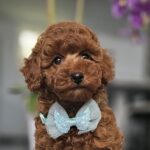 Jay-jay-male-miniature-poodle-puppy-for-sale- (6)