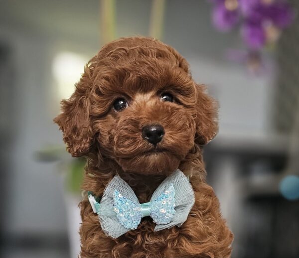 Jay-Jay Miniature Poodle Jay-Jay Miniature Poodle