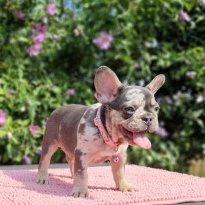 Jazmin French Bulldog Jazmin French Bulldog