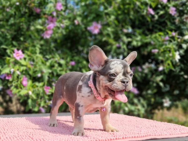 Jazmin French Bulldog Jazmin French Bulldog