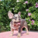 Jazmin-female-french-bulldog-puppy-for-sale- (2)