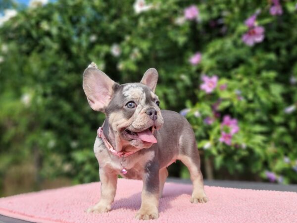 Jazmin French Bulldog Jazmin French Bulldog