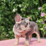 Jazmin-female-french-bulldog-puppy-for-sale- (3)