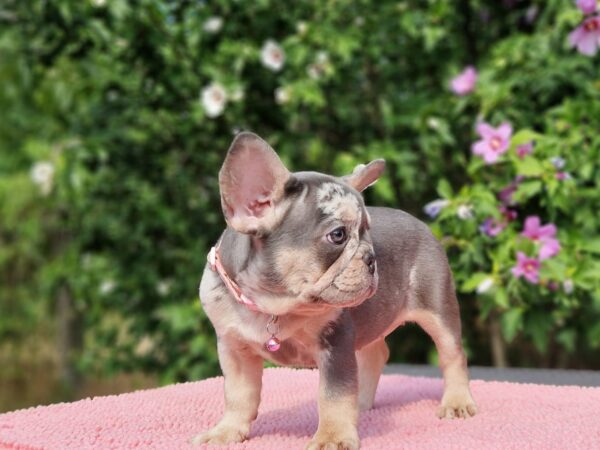 Jazmin French Bulldog Jazmin French Bulldog