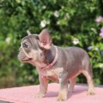 Jazmin-female-french-bulldog-puppy-for-sale- (4)
