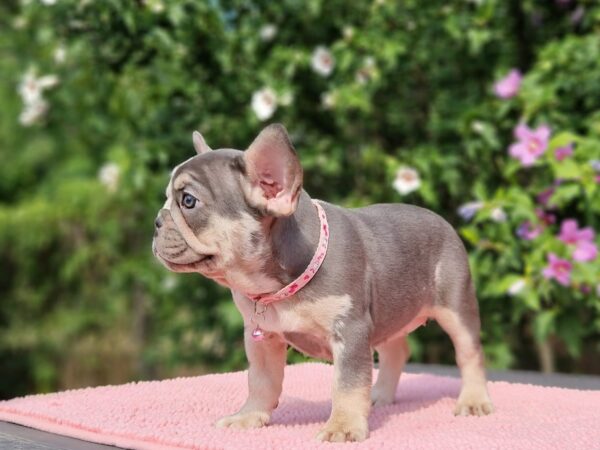 Jazmin French Bulldog Jazmin French Bulldog