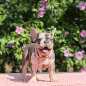 Jazmin French Bulldog Jazmin French Bulldog