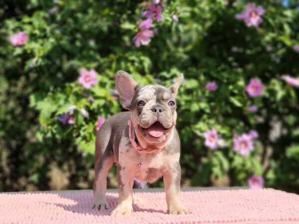 Jazmin French Bulldog Jazmin French Bulldog