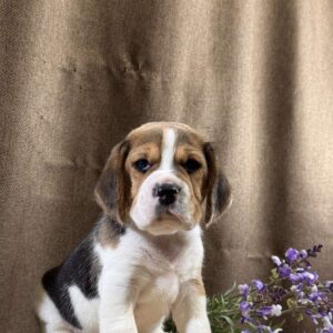 Jazz Beagle Jazz Beagle