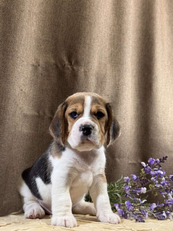 Jazz Beagle Jazz Beagle
