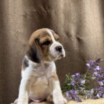 Jazz-male-Beagle-puppy-for-sale-2