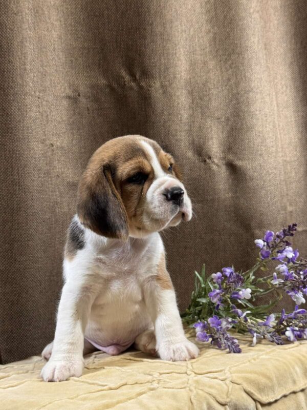 Jazz Beagle Jazz Beagle