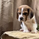 Jazz-male-Beagle-puppy-for-sale-3